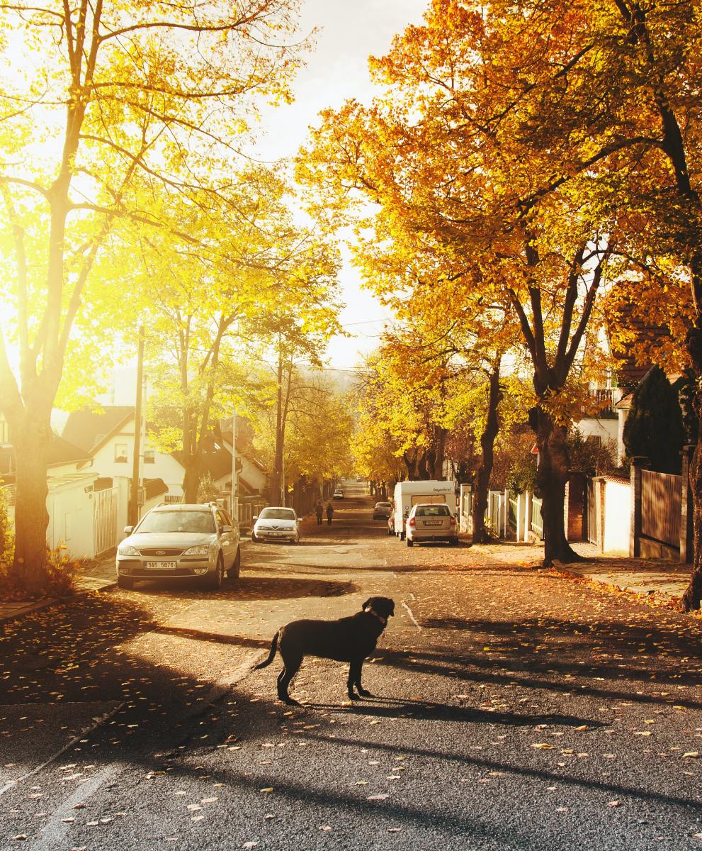 rural America - dog standing in street looking at sunset