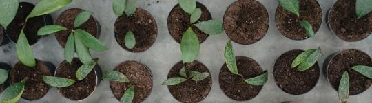 small potted plants sprouting from the soil