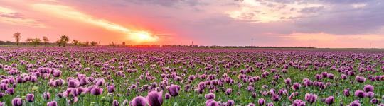 field of purple flowers at sunset